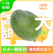 京鮮生 攀枝花好大一顆凱特芒 單果2斤 1粒2斤裝 生鮮水果 源頭直發(fā)