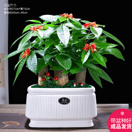 幼薇發(fā)財(cái)樹(shù)盆栽樹(shù)樁招財(cái)室內(nèi)大型綠植開(kāi)業(yè)送禮前臺(tái)大號(hào)金錢樹(shù)四季常青 三桿發(fā)財(cái)樹(shù)+白色SJ豎紋陶瓷盆 帶盆栽好
