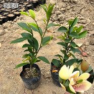 含笑花苗盆栽 香妃樹苗芳香植物耐寒四季常青 庭院陽臺(tái)室內(nèi)外含笑 高20cm特惠2顆帶原土整杯 不含盆