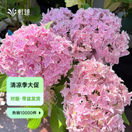 虹越（HONGYUE）大花繡球花盆栽苗 無(wú)盡夏花手鞠萬(wàn)華錦繡球八仙花庭院陽(yáng)臺(tái)花卉 【大花繡球】“角宿一”1加侖