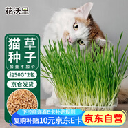 花沃里貓草種子50g*2包小麥草籽 花種子水培盆栽土太陽花卉種子陽臺庭院
