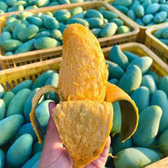 芒三少【順豐禮盒】廣西百色桂七芒果新鮮田東桂7青皮香芒9斤特大果包郵 【福利裝】花果|150-250g，普郵 1500g非禮盒