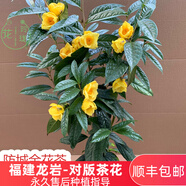 防城金花茶樹苗金茶花四季盆栽花卉凹脈黃樽帶花苞名貴好養(yǎng)山茶花 注意：含盆為帶營養(yǎng)杯原土發(fā)貨 含盆