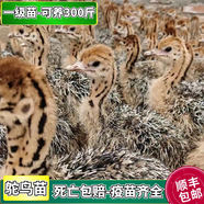 非洲鴕鳥苗活體養(yǎng)殖脫溫公母鴕鳥幼苗包活到家成年鴕鳥種蛋出殼苗 鴕鳥蛋