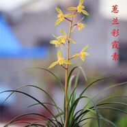 蕙蘭新品帶花苞【彩霞素】濃香型蘭花四季開花室內(nèi)外綠植盆栽花卉 彩霞素 6苗【帶出土花苞】送花肥