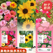壽禾 花卉種子苗四季開花室內盆栽種植花草種籽 陽光三姐妹花種子套裝