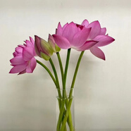 芊芊細(xì)語(yǔ)斗南基地直批發(fā)玫瑰鮮花全國(guó)速遞配送女友禮物家用水養(yǎng)插花 單瓣粉色荷花5枝