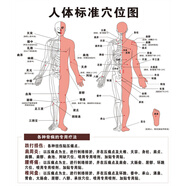 喆煒人體穴位圖真人版 人體穴位圖大掛圖解全身經(jīng)絡(luò )中醫養生貼畫(huà) 04 100x150cm(相紙厚無(wú)膠)