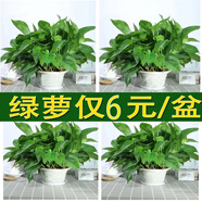 格調生活綠蘿盆栽室內花卉盆栽垂吊長藤綠籮懶人桌面客廳綠植四季常綠 180#綠蘿4盆精品原盆+肥料2包