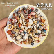 天然海螺貝殼 一斤 精選浮翠流砂貝寶螺魚缸造景裝飾龜缸底砂擺件 小螺組合 約400顆