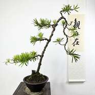 詩(shī)甲雀舌羅漢松真柏老樁盆景四季常青好養(yǎng)植物送禮盆景耐寒室內(nèi)外盆栽 老樁羅漢松（跌枝文人一物一拍）