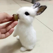 小白兔子活體活物幼兔仔兔崽子種兔繁殖肉兔家養(yǎng)兔一公一母兔包郵 熊貓兔1只【公母留言】