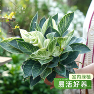 海蒂的花園旗艦店室內盆栽植物龜背竹秋海棠辦公室客廳桌面觀(guān)葉綠植盆栽 【蔓綠絨】鉑金鉆9cm盆（不含陶盆） 含盆