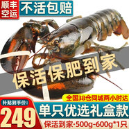 首鮮道【活鮮】波士頓龍蝦鮮活波龍 大龍蝦海鮮鮮活禮盒大蝦年貨禮盒 500-600g/只大龍蝦*1只（凈重）