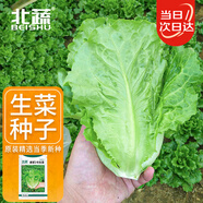 北蔬 生菜種子苗四季種生吃耐熱耐抽薹菜籽 速翠1號(hào)生菜種子約5000粒