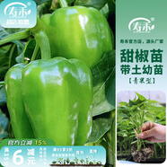 壽禾 蔬菜苗活苗帶土發(fā)貨大全菜苗種苗春夏各種秧苗山東壽光苗子陽臺(tái) （綠甜椒）青椒苗 6棵