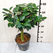 綠可娜山茶花樹(shù)苗名貴室內(nèi)品種花卉陽(yáng)臺(tái)綠植福建龍巖基地特惠精選 嫁接桿粗4.3公分整盆高55-60公分 帶花苞 不含盆