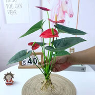紅掌盆栽室內辦公室水培植物四季好養花卉鴻運當頭除開(kāi)花綠植 761：紅花配綠葉+營(yíng)養液 ：紅掌二盆帶花【不帶瓶】水土均可種植