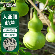 花沃里大亞腰葫蘆種子10粒 花卉種子草籽家庭盆栽陽臺辦公庭院花壇種植