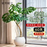 植男植女老樁龜背竹盆栽客廳室內大型植物大葉北歐綠植辦公室新房源頭直發(fā)