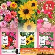 壽禾 花卉種子苗四季開花室內(nèi)盆栽種植花草種籽 陽光三姐妹花種子套裝