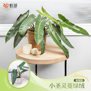 虹越（HONGYUE）橙柄蔓綠絨觀(guān)葉綠植室內盆栽陽(yáng)臺辦公桌面好養活常綠網(wǎng)紅熱植 小圣靈蔓綠絨青山盆