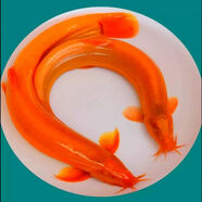 寵以沫黃金泥鰍觀賞魚好養(yǎng)耐活黃金泥鰍大號觀賞魚黃金泥鰍飼料工具魚 3-5cm黃金泥鰍3條