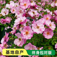 海蒂的花園旗艦店月季花苗花卉盆栽果汁陽臺小苗爬藤植物帶花苞 【直立型】薰衣草/玫迪蘭15cm盆 含盆