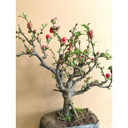 海棠花盆栽樹(shù)苗盆景重瓣老樁庭院綠植物室內(nèi)四季花卉開(kāi)花好養(yǎng)易活 20年精美造型（品種備注） 裸根不帶土