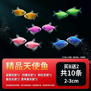 瘋狂水草天使魚活體淡水熱帶觀賞魚小型耐活水族箱魚苗 精品天使魚10條2-3cm