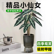 愛優(yōu)尚小仙女海芋客廳室內(nèi)辦公室桌面小盆栽四季好養(yǎng)活懶人植物源頭直發(fā)