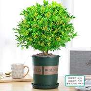 花竹戀杜鵑花四季開花盆栽花卉綠植陽臺(tái)辦公室紅掌室內(nèi)盆栽盆景大型綠植 米蘭 含盆栽好發(fā)貨高度40厘米左右