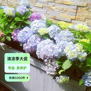 虹越（HONGYUE）繡球花盆栽苗15cm帶盆大花系列花色豐富陽臺庭院繡球花卉 【大花繡球】“易多夢幻”15cm盆