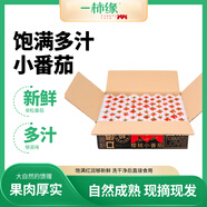 京鮮生＆一柿緣 櫻桃番茄粒收3斤禮盒裝 自然成熟酸甜多汁 源頭直發(fā)