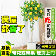 嘆為觀止 大型盆栽 單桿辮子發(fā)財(cái)樹天堂鳥綠蘿散尾葵辦公室內(nèi)開業(yè)喬遷禮品 檸檬樹1.5-1.7米【鎂鈮圓盆】 含盆
