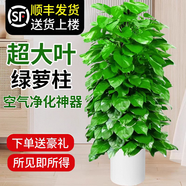 嘆為觀止大型植物發(fā)財(cái)樹各種大顆盆栽開業(yè)喬遷客廳辦公室內(nèi)好養(yǎng)大型花卉 大葉綠蘿【1.2-1.4米】 含盆