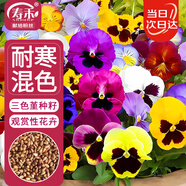 壽禾 三色堇種子苗蝴蝶花景觀花卉籽 壽藝三色堇混色種子1g約1500粒