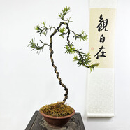 詩甲雀舌羅漢松真柏老樁盆景四季常青好養(yǎng)植物送禮盆景耐寒室內(nèi)外盆栽 紅芽貴妃羅漢松（文人一物一拍）