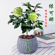 綠可娜山茶花樹(shù)苗名貴室內(nèi)品種花卉陽(yáng)臺(tái)綠植福建龍巖基地特惠精選 稀少6年整盆高55-60公分  帶花苞 不含盆