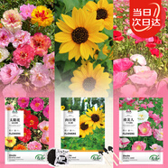 壽禾 花卉種子苗四季開花室內(nèi)盆栽種植花草種籽 陽光三姐妹花種子套裝
