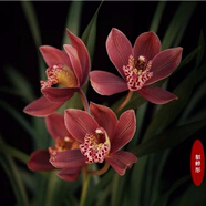 益綺椛益綺椛濃香型蘭花苗大花蕙蘭墨蘭建蘭花卉盆栽綠植室外內(nèi)植物蘭花 新品貂蟬彤 精品4-6連體【當(dāng)年開(kāi)花成活高】