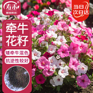 壽禾 矮牽?；ǚN子種苗混色盆栽花卉種籽 牽?；?矮牽?；焐?1萬粒/袋