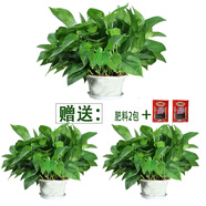 小冤家綠蘿盆栽室內花卉綠植綠籮水養花卉盆景桌面辦公客廳水培大葉綠色 精品180#綠蘿3盆裝+肥料2包