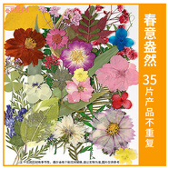 VZVP國慶節天然植物壓干花書(shū)簽diy材料花卉樹(shù)葉手工滴膠貼畫(huà)標本塑封 【春意盎然】 干花包35片