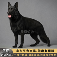 雙血統黑色東德牧羊犬幼犬純種狼灰太極黑狼犬瑞士牧羊犬寵物狗狗 寵物級 (標準)