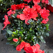 紫色杜鵑花盆栽花卉名貴福建基地雙色粉色帶花苞客廳陽臺綠植熱賣 稀少胭脂粉杜鵑花冠幅40-45公分 當年開花 不含盆