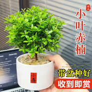 開時果 小葉赤楠盆景擺件 辦公室桌面綠植花卉好養(yǎng)盆栽植物源頭直發(fā)包郵 【小紅書爆款】小喜陶瓷盆+鋪面石+肥料