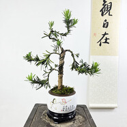 詩(shī)甲雀舌羅漢松真柏老樁盆景四季常青好養(yǎng)植物送禮盆景耐寒室內(nèi)外盆栽 雀舌羅漢松文人（一物一拍）