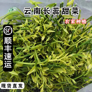 鮮美驚【順豐速運】云南甜菜新鮮野菜長(cháng)蕊菜雷公菜產(chǎn)地直銷(xiāo)現采現發(fā)蔬菜 100g 順豐速運