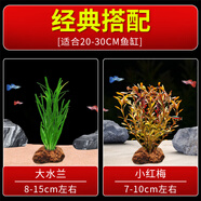 火山石水草植物真草魚缸水草造景懶人新手養(yǎng)魚套餐后景坨草蜈蚣草 大水蘭+小紅梅新手